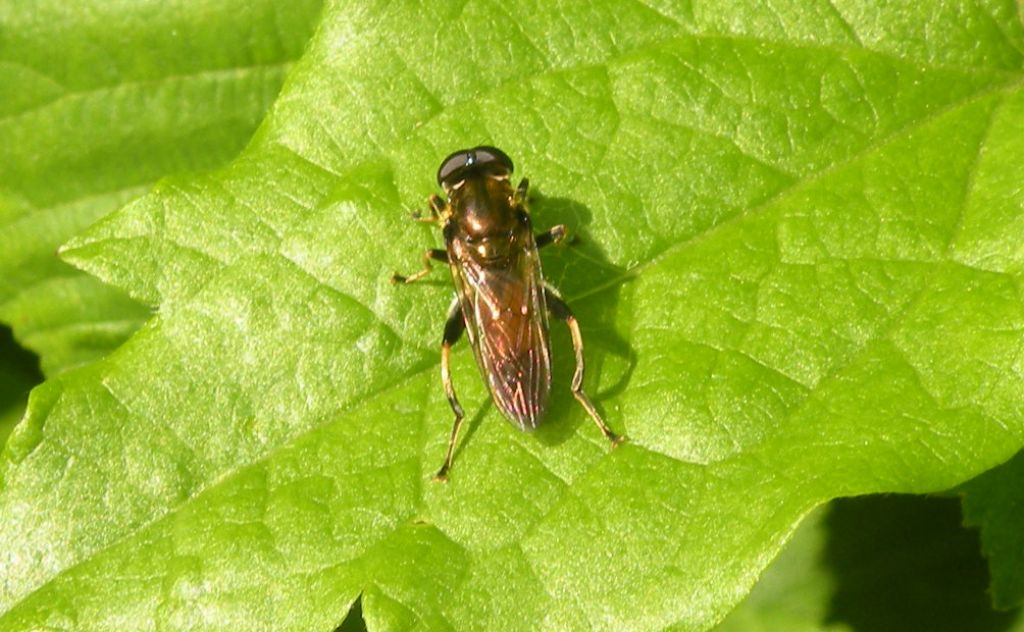 Syrphidae: Syritta pipiens e Xylota segnis maschio